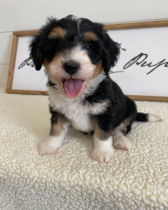 F1 Mini Bernedoodle of Bailey & Goose